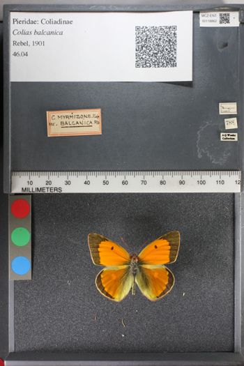 Media type: image;   Entomology 118862